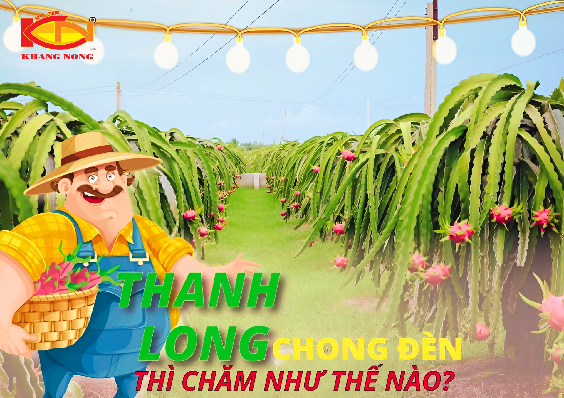 DINH DƯỠNG CHO CÂY THANH LONG GIAI ĐOẠN RA HOA CHONG ĐÈN